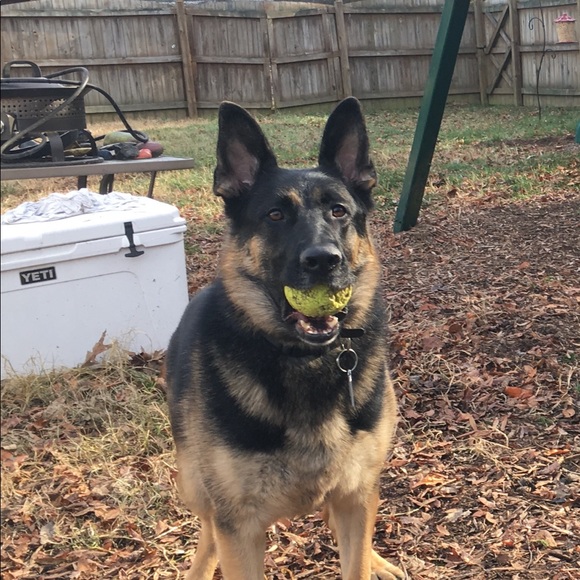 Meet your Posher, Stephanie - Picture 5 of 5